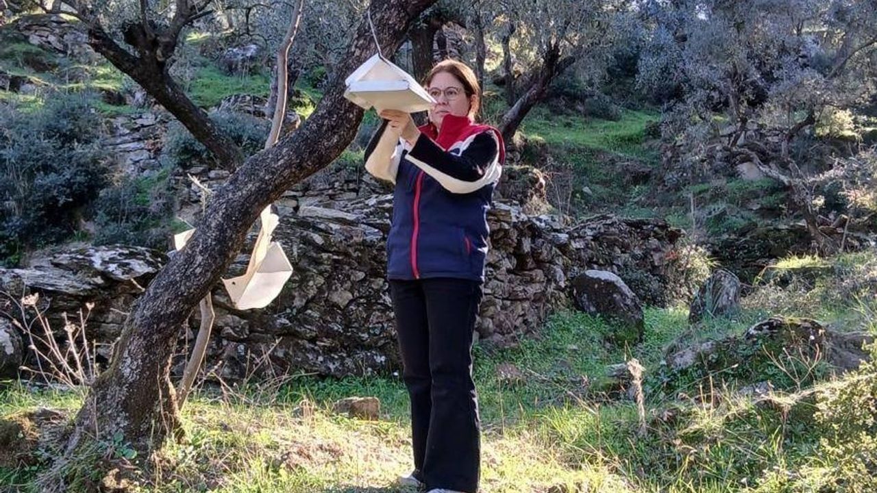 Söke’de zararlı popülasyonunda artış görüldü