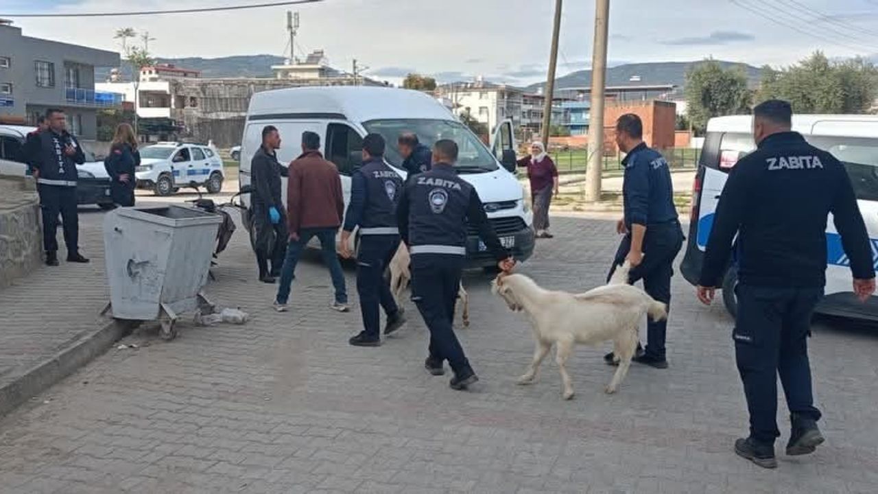 Germencik’te başıboş keçiler toplandı