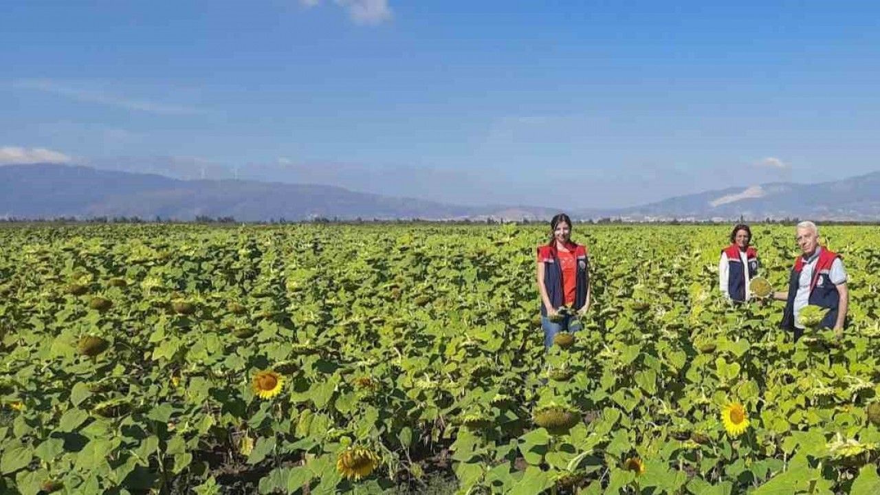 Söke’de 10 bin dekarlık alana ayçiçeği tohumu dağıtılacak